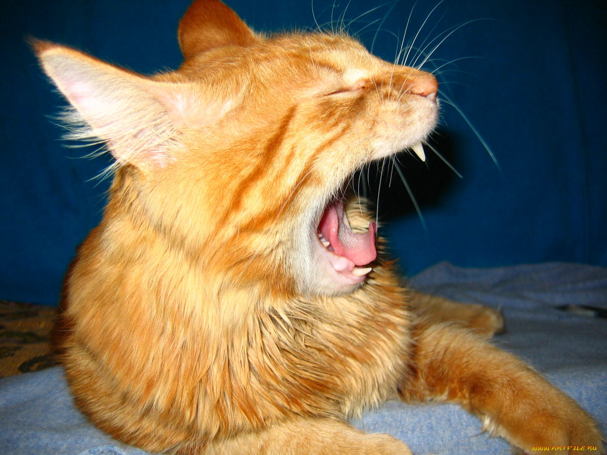 Рыжий кот зевает